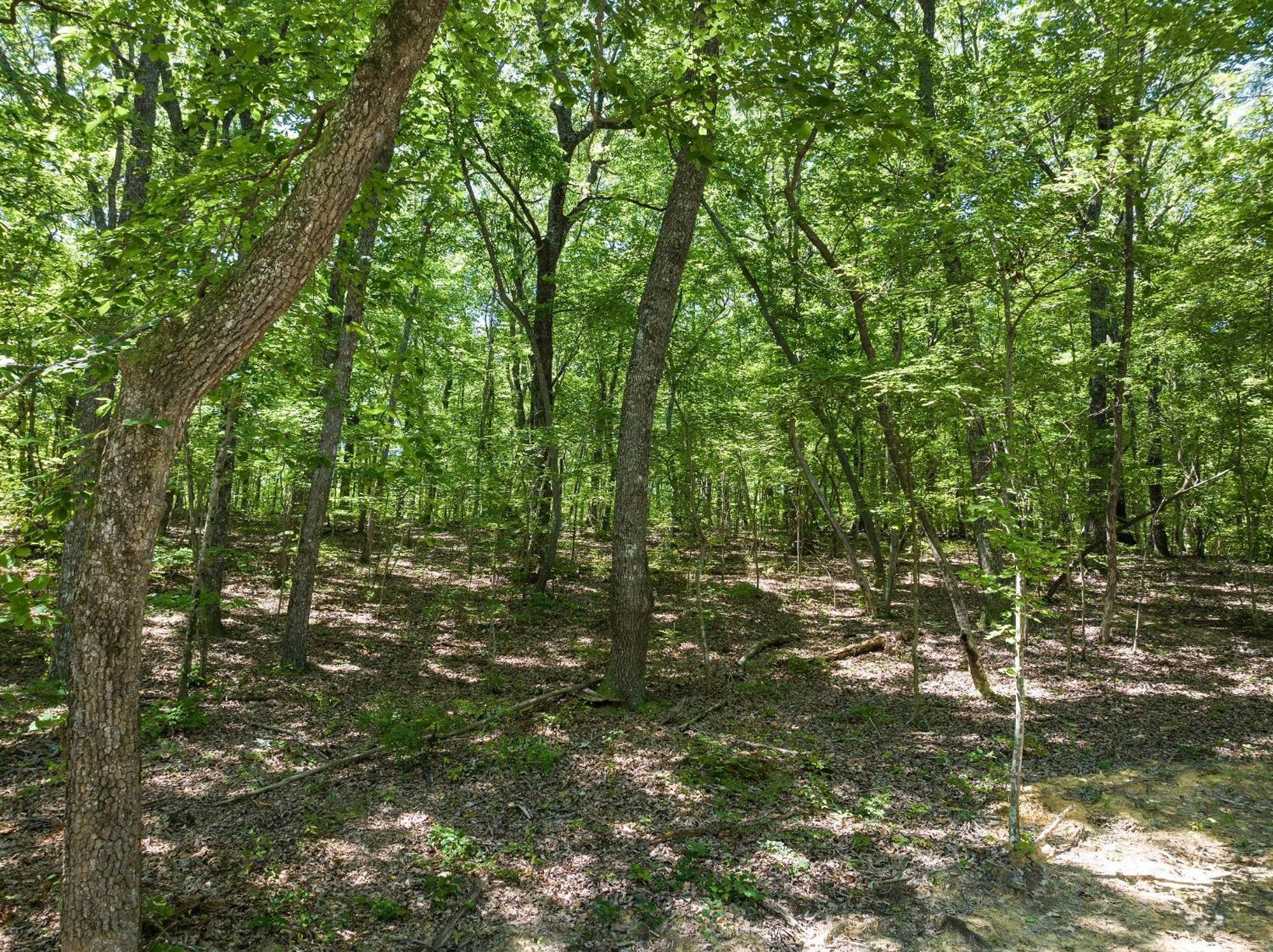 Coyote Cabin At Woodland Retreat At Desoto Beside Desoto State Park 佩恩堡 外观 照片